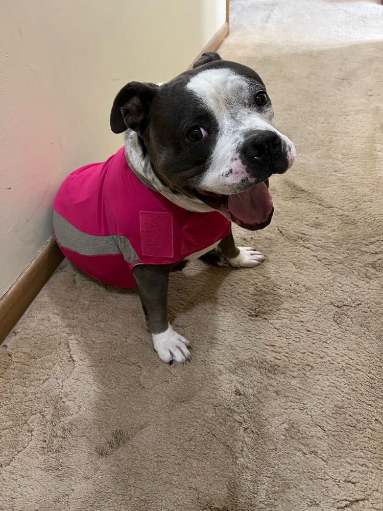 A gray and white pitbull/bulldog mix pup sitting on the floor, wearing a pink thunder vest and looking at the camera. Her mouth is open in a way that makes her look like she’s smiling. 