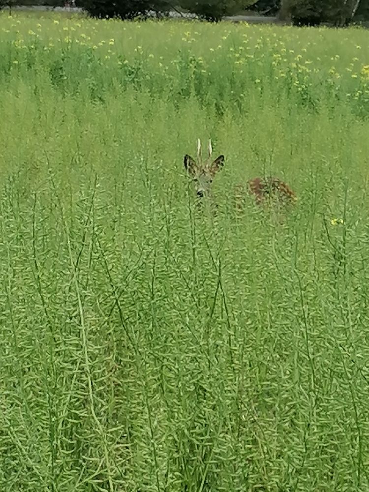 Ein Reh im hohen Gras versteckt. 