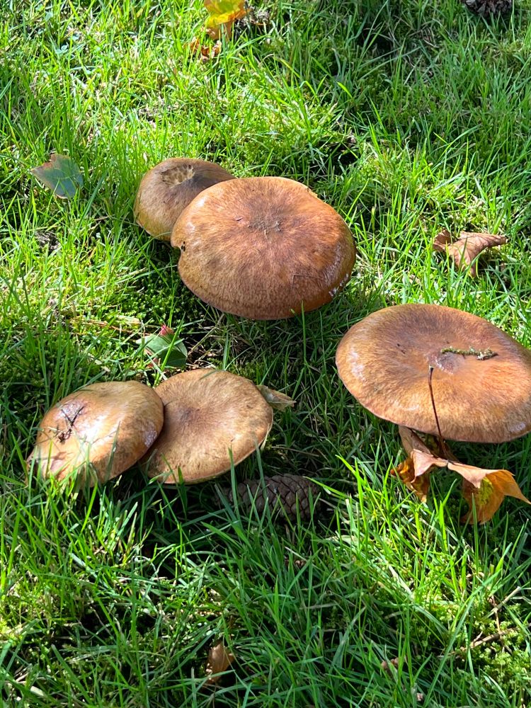 Lumpy brown mushrooms poking up out of the lawn.
