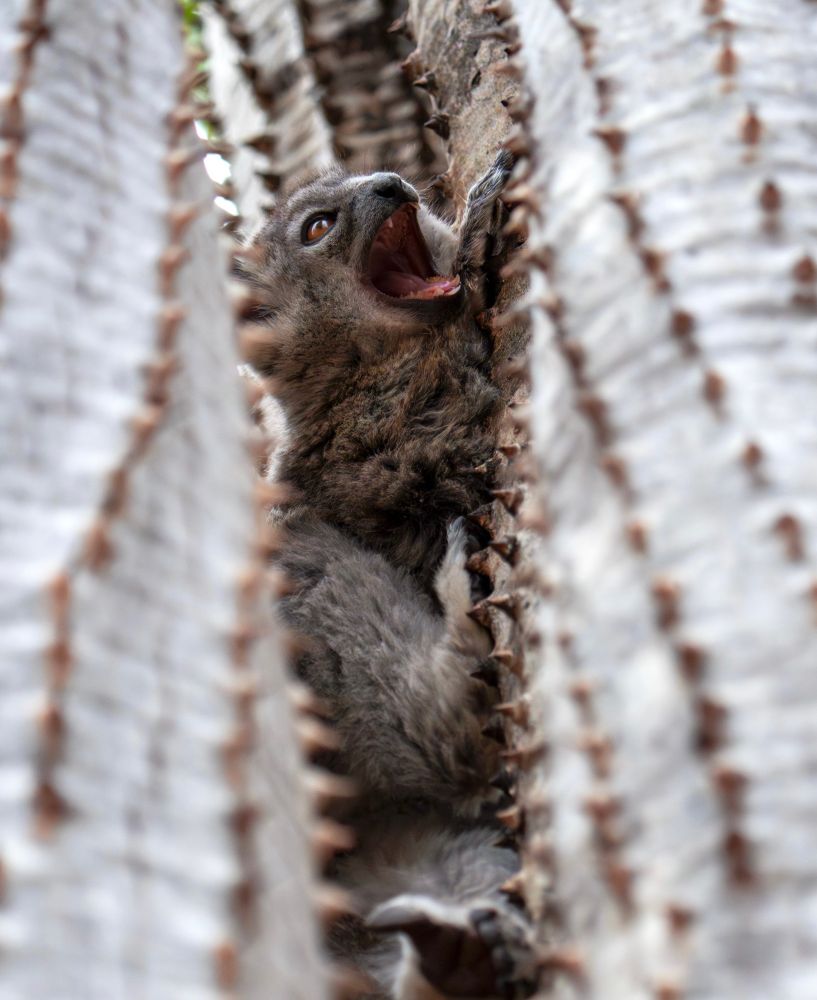 Brown lemur yawning or screaming. It is within a crack in a spiky tree