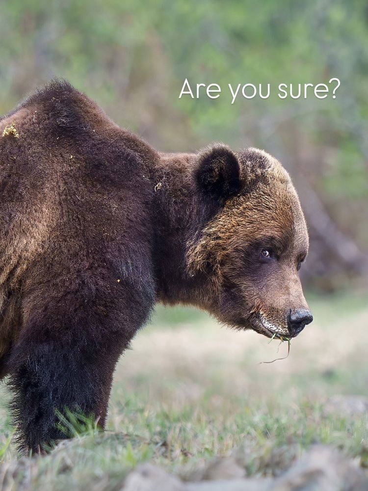 Grizzly bear looking sideways at photographer. Gives impression of a small smile. Words added: are you sure?