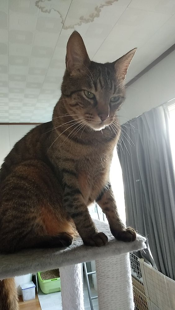 悟りめいている猫の顔…満腹で眠いだけ…