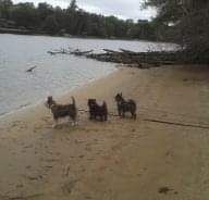 Three small terrier mix dogs standing on the sandy bank of a river.