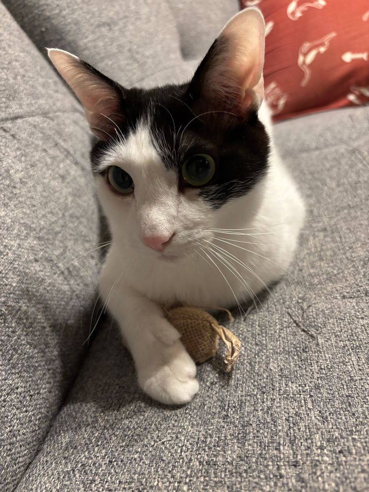 新しいおもちゃを抱きしめる猫