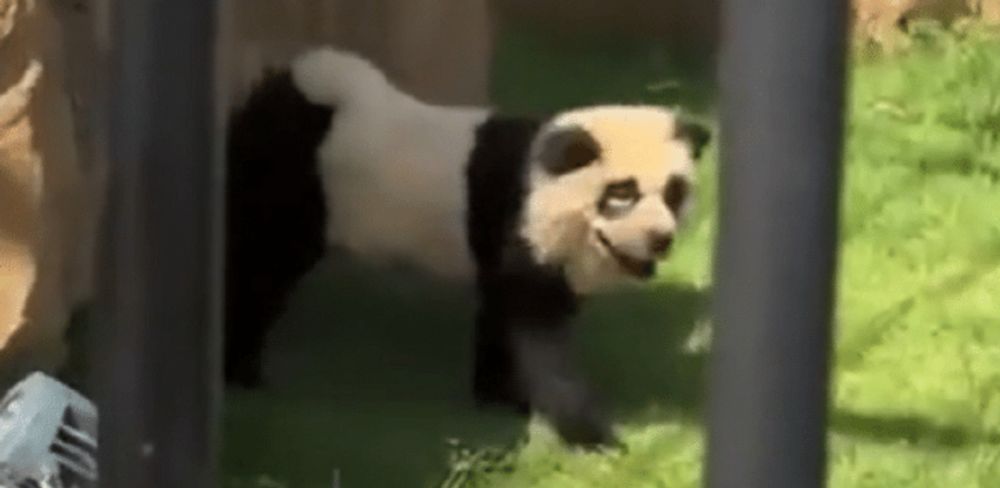 Zoológico na China admite que pintou cachorros para se parecerem com pandas