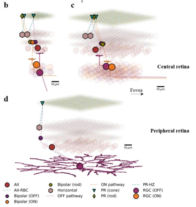 Examples of discrete neuronal network models of the human retina, including the central (top) and peripheral retina (bottom). Photoreceptors, bipolar cells, and ganglion cells are shown. 