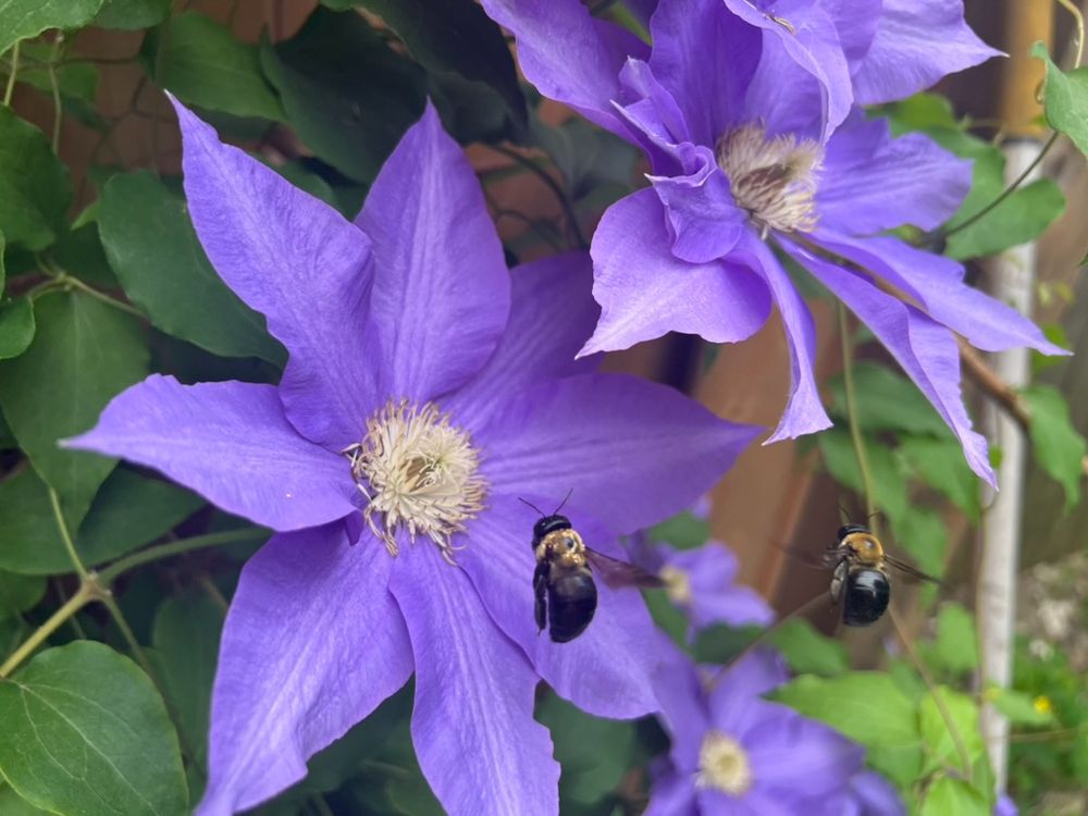 2 bumble bees hover above a large, purple, clematis flour. 