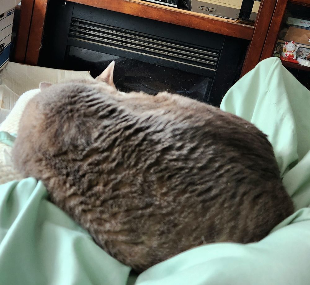 A photo of a sleeping gray cat, curled up and laying on his side. The photo is taken from behind him. 