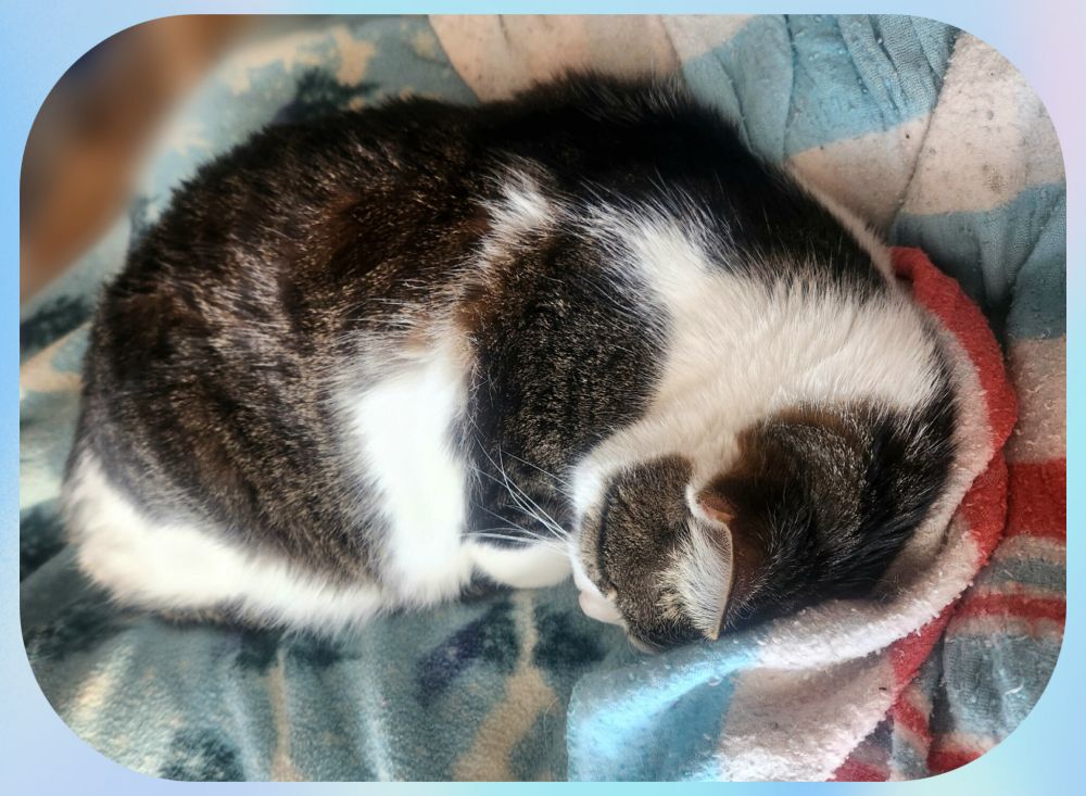 Photo of a tabby-and-white cat curled up asleep on a blue striped blanket. 