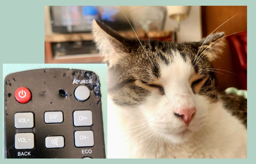 This is a close-up photo of a tabby-and-white cat. An inset shows a chewed up tv remote control. 