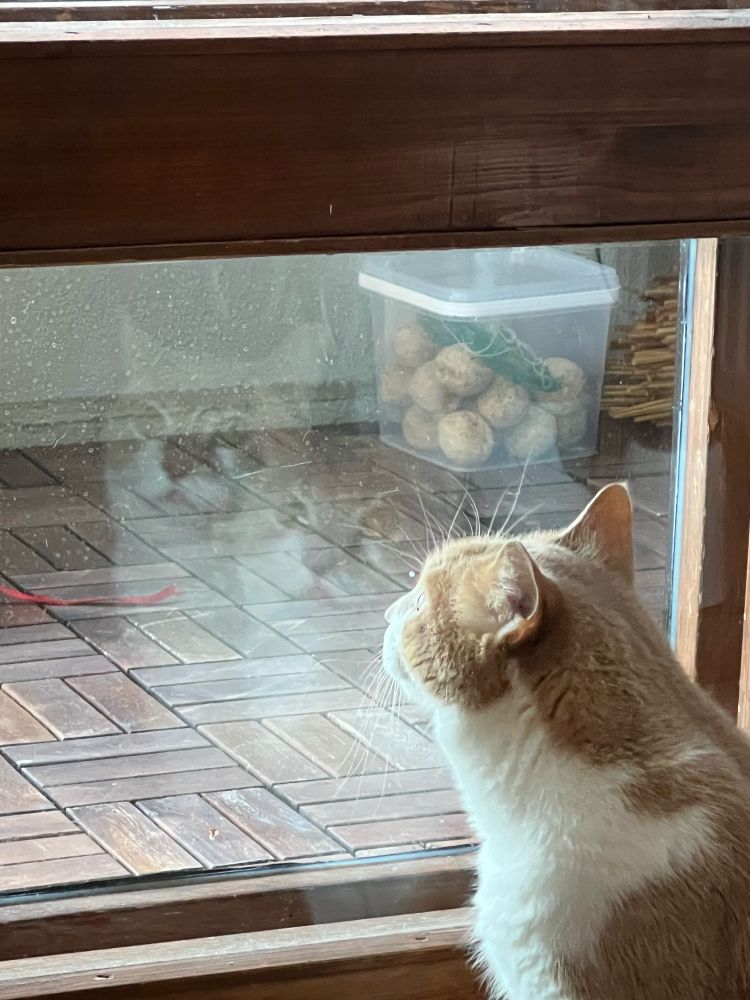 Kissa tuijottaa parvekkeen ovesta ulos. Ovien laseista heijastuu kissa takaisin kahtena haamukuvana. 