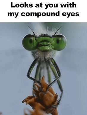 a green dragonfly is looking at the camera with the caption looks at you with my compound eyes