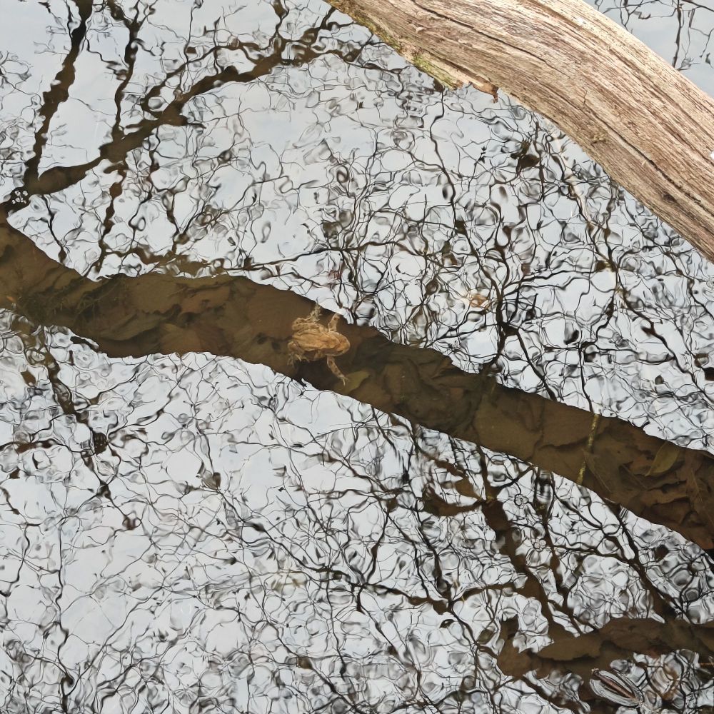 Foto: Ein von oben fotografiertes Gewässer. Im Wasser spiegelt sich der graue Himmel und einige Bäume. Ein Ast ragt über das Wasser und wirft einen Schatten, dadurch ist am einer Stelle der Grund zu erkennen, dort sitzt ein Krötenpärchen, das Weibchen hat das Männchen auf dem Rücken. 