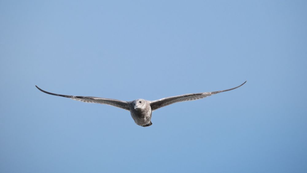 Coastal bird soaring in the air with outstretched wings. 