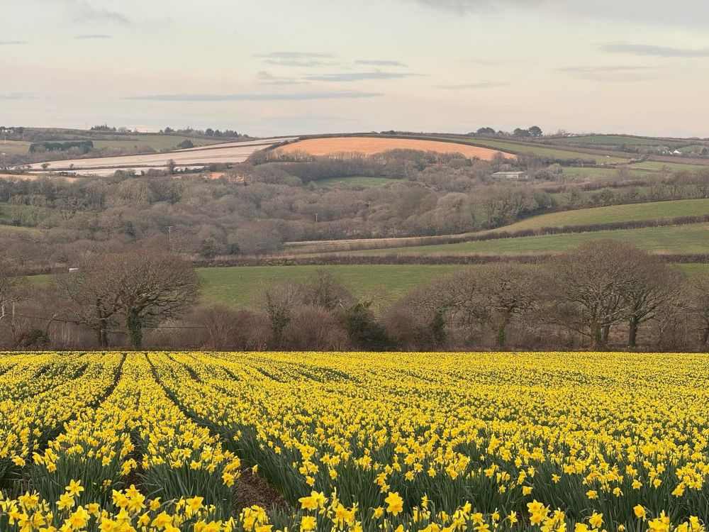 A view across to fields and trees, with a daffodil filled field in the foreground. 

Hazy blue sky with small wispy clouds above. 