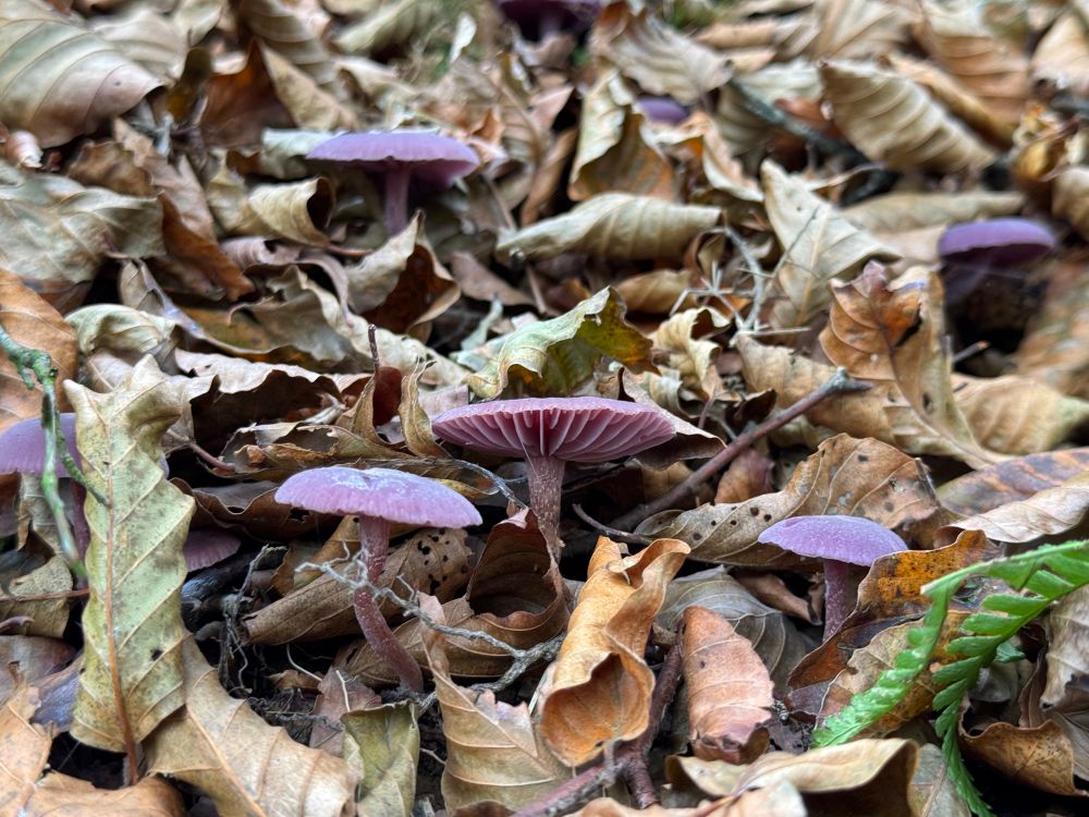 Purple mushrooms against autumn leaves.