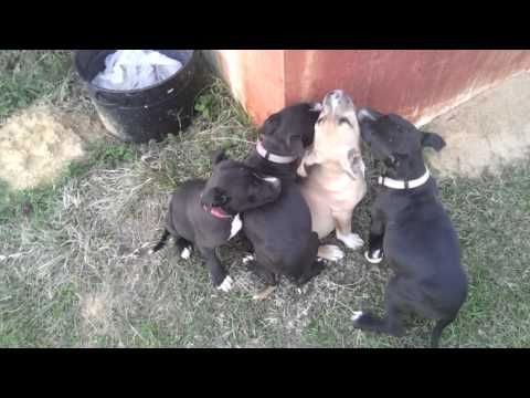 It's a doggy dog world