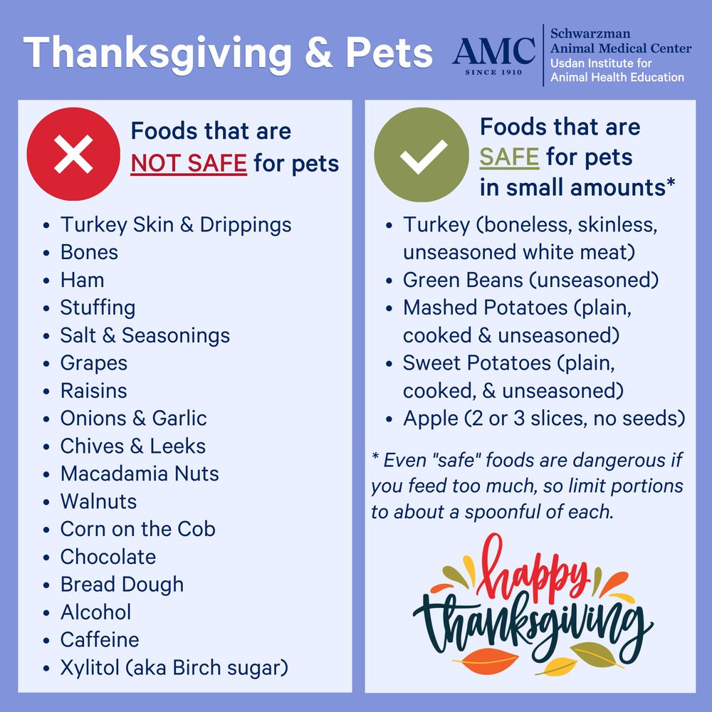 Foods that are not safe for pets: turkey skin and drippings, bones, ham, stuffing, salt and seasonings, grapes, raisins, onions and garlic, chives and leeks, macadamia nuts, walnuts, corn on the cob, chocolate, bread dough, alcohol, caffeine, xylitol (aka birch sugar). Foods that are safe for pets in small amounts: turkey (boneless, skinless, unseasoned white meat), green beans (unseasoned), mashed potatoes (plain, cooked and unseasoned), sweet potatoes (plain, cooked and unseasoned), apple (2 or 3 slices, no seeds). Even safe foods are dangerous if you feed too much, so limit portions to about a spoonful of each. Happy Thanksgiving.