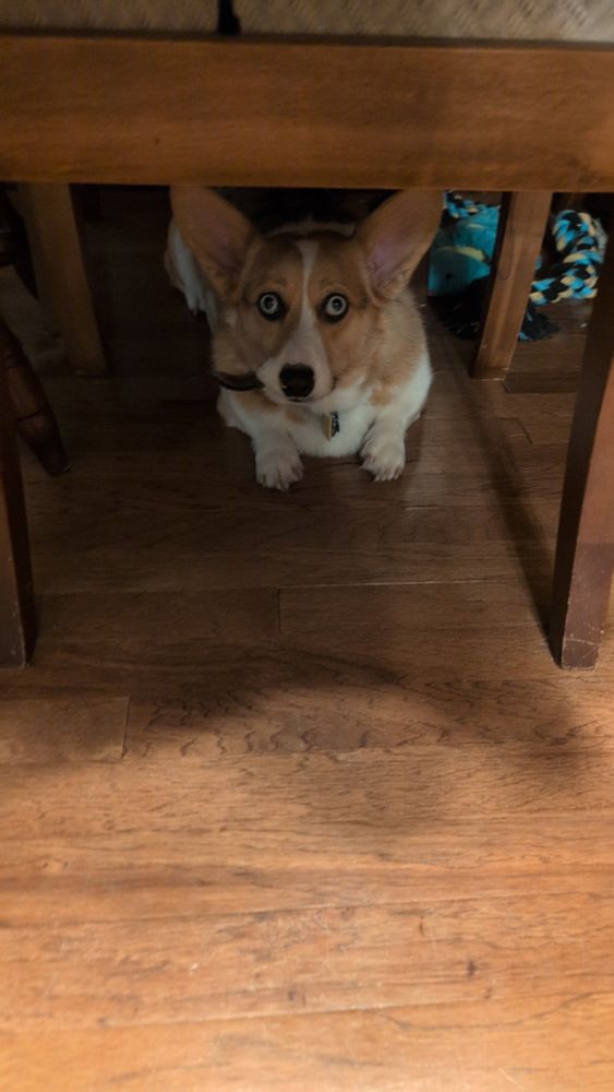 Corgi with blue eyes laying under a dining room chair with a bone in her mouth