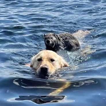 물에서 헤엄치는 골든 리트리버 등에 무임승차한 (비버랑 닮은) 우드척