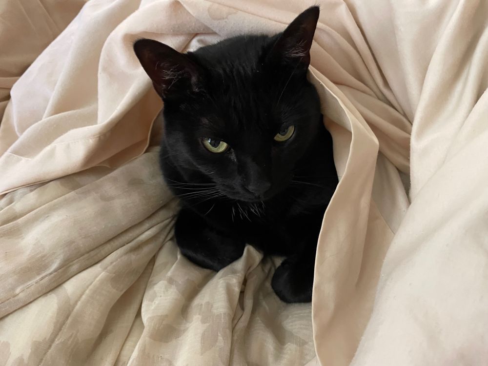 Black cat peeking out from cream colored bedcovers