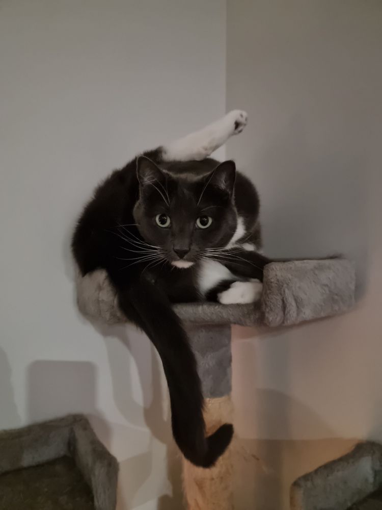 Cat staring at me while frozen in a cleaning pose