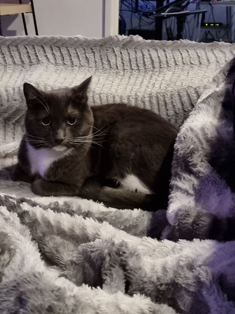 Cat giving the camera a death stare