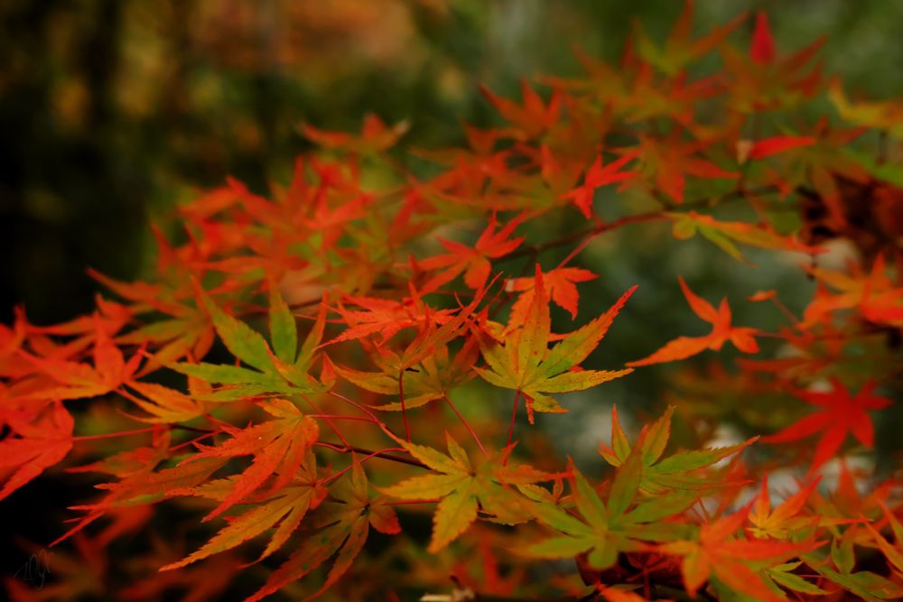 緑と赤のコントラストが綺麗な紅葉