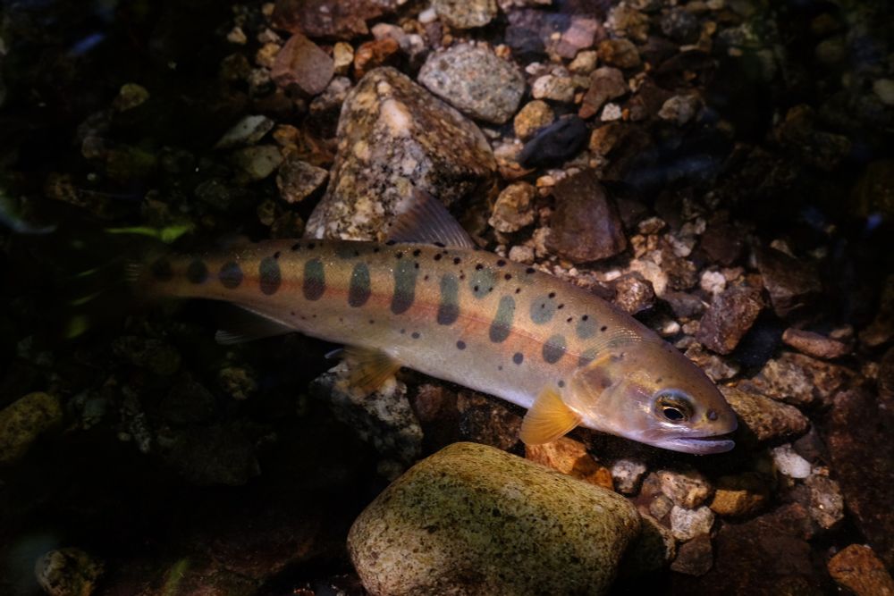 木漏れ日に照らされるヤマメ
fujifilm X-T10 xf35mmf2にて撮影