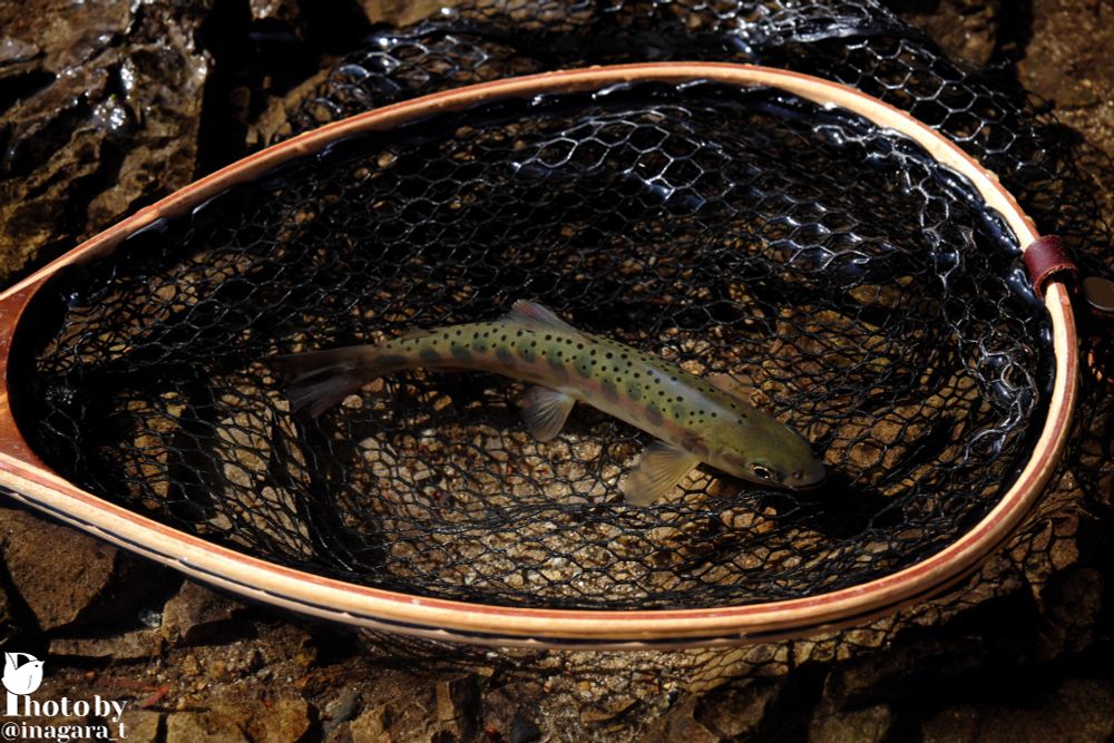 源流のヤマメ
ヒレを広げてくれました。