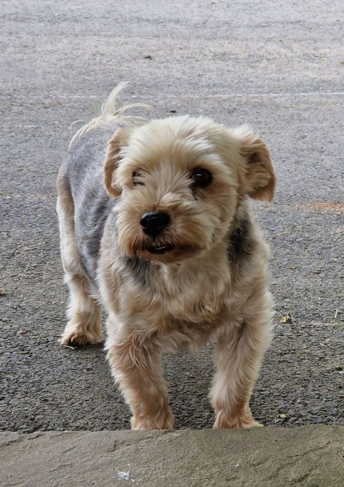 A cute little Yorkie type dog smiling at the camera