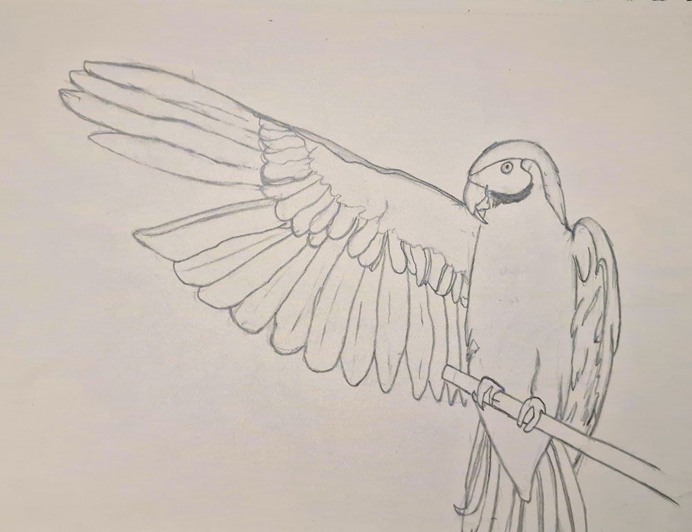 A more finished and more proportional pencil sketch of a parrot.