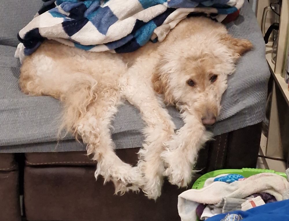 A very shaggy apricot colored dog with very long fluffy legs and a long fluffy face, underneath a blanket on a couch. He looks like a melted muppet.
