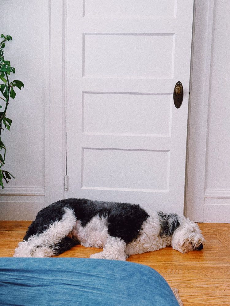 Dog sleeping flat on floor