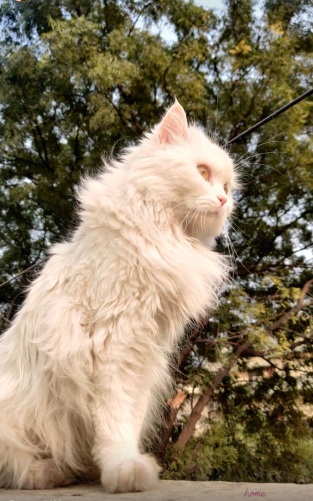 Cat and a tree - Zu - Persian white cat