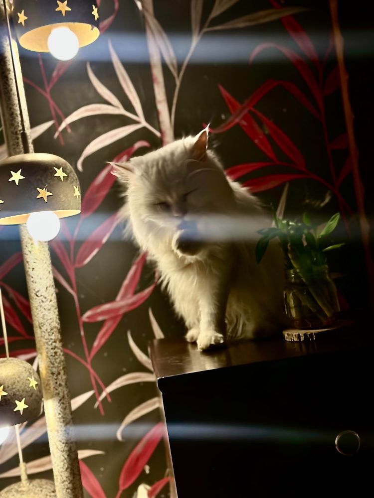 White persian cat