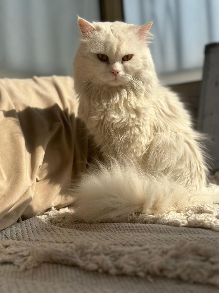 Zu - Persian White Cat 