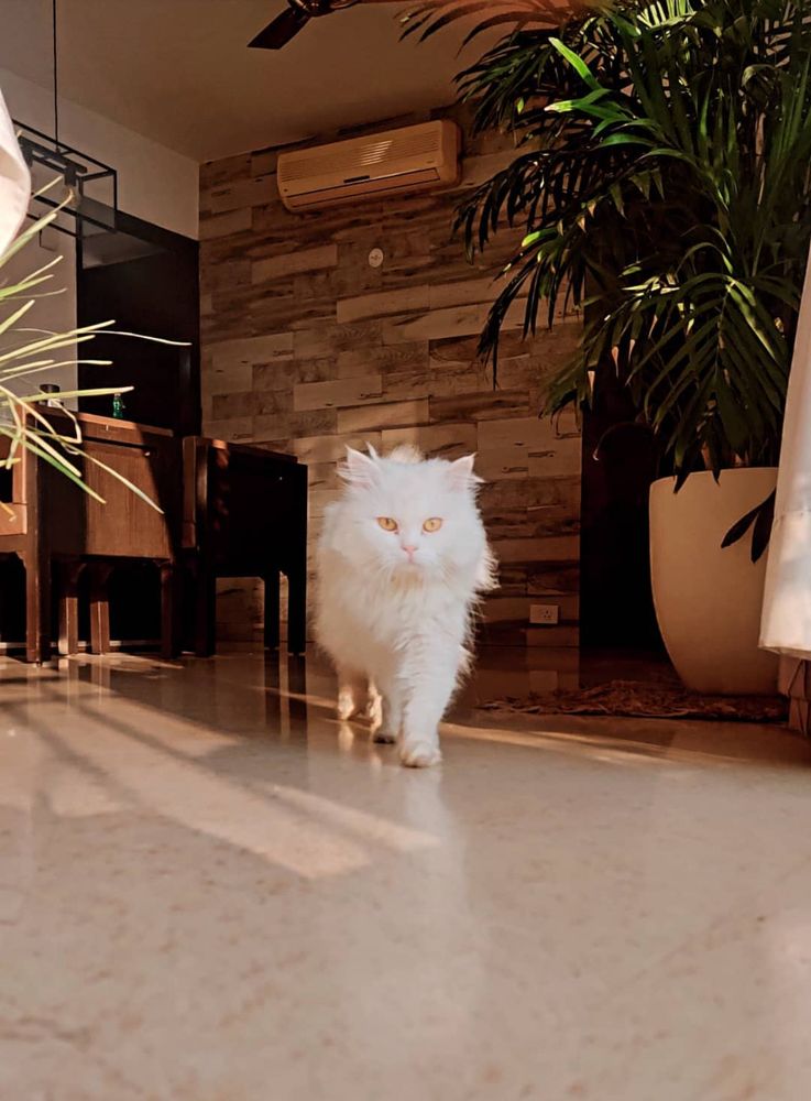 Persian cat