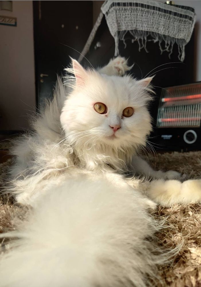 Persian cat Zu
