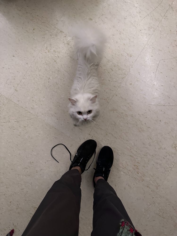 Cat welcoming owner
