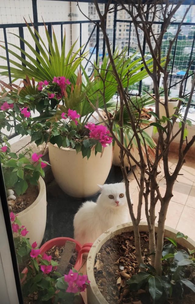 Zu - persian cat with plants 
