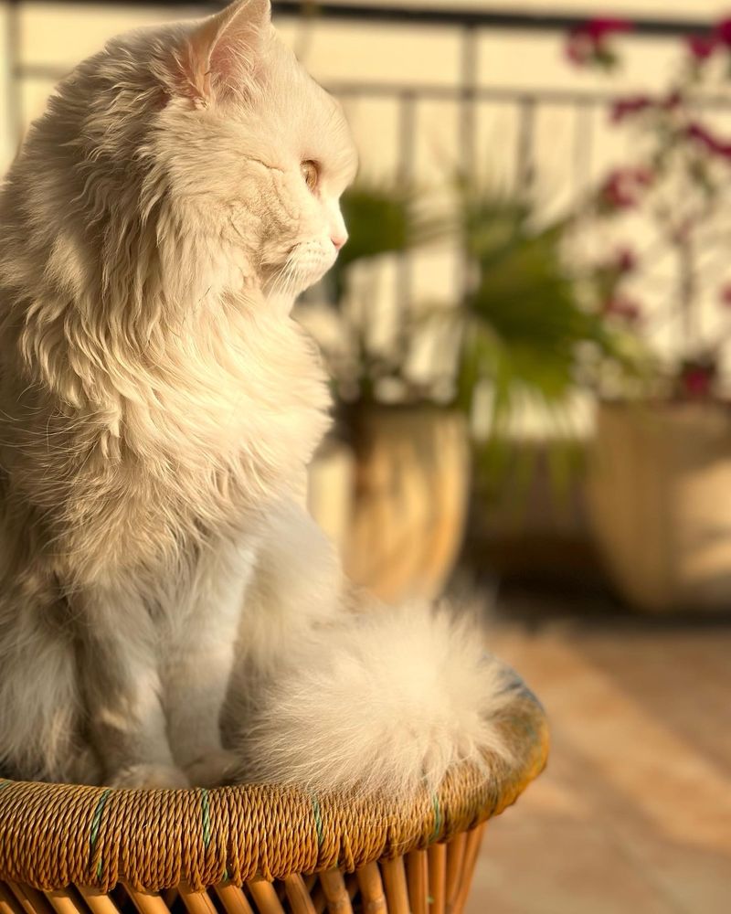 Zu - white persian cat 