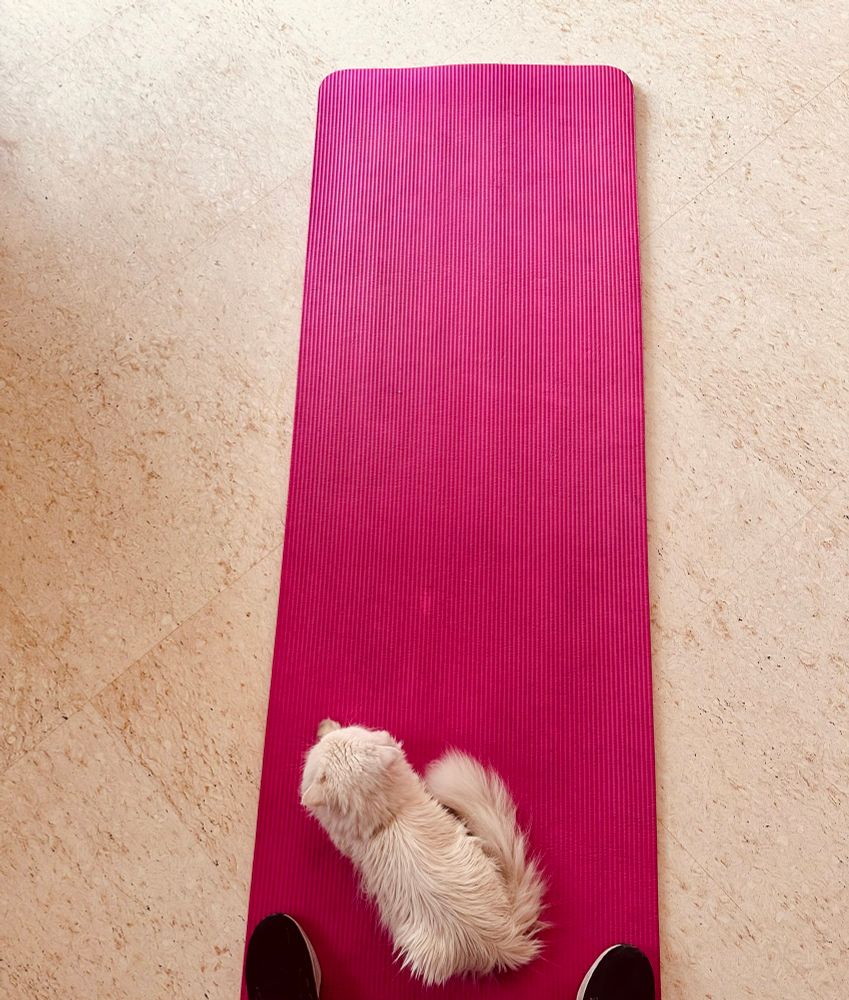 Zu - the persian runt on a yoga mat
