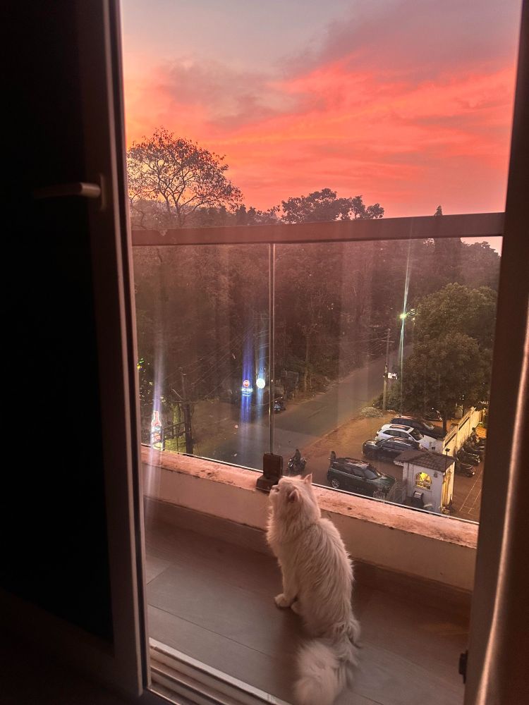 Sameen Husain Cat - Zu 