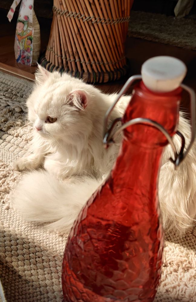 Zu - White persian cat