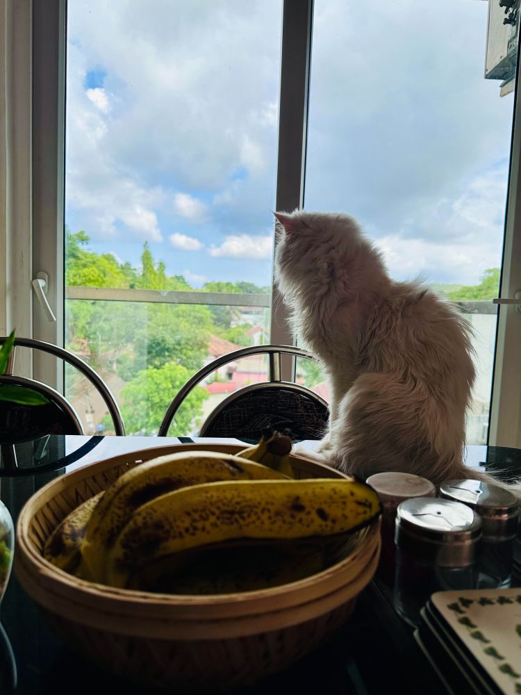 Cat on a dining tablr 