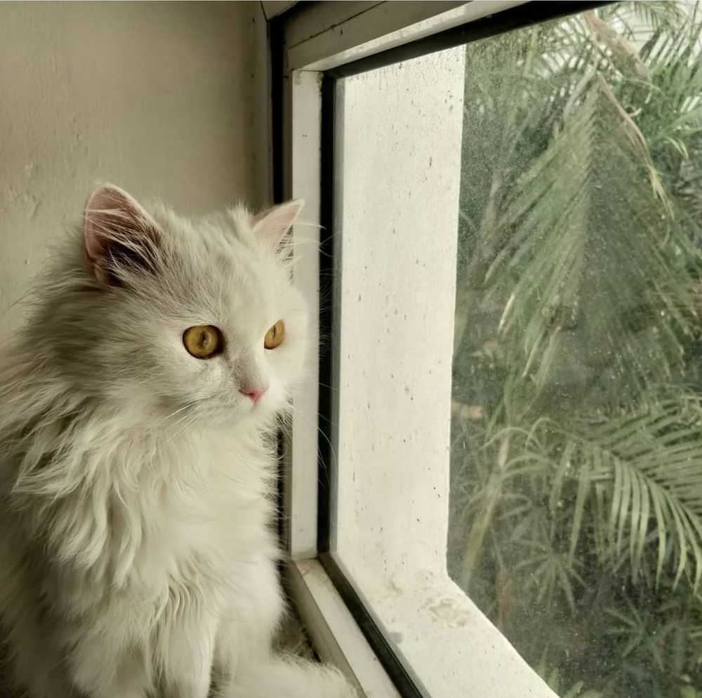 Zu - doll faced persian cat