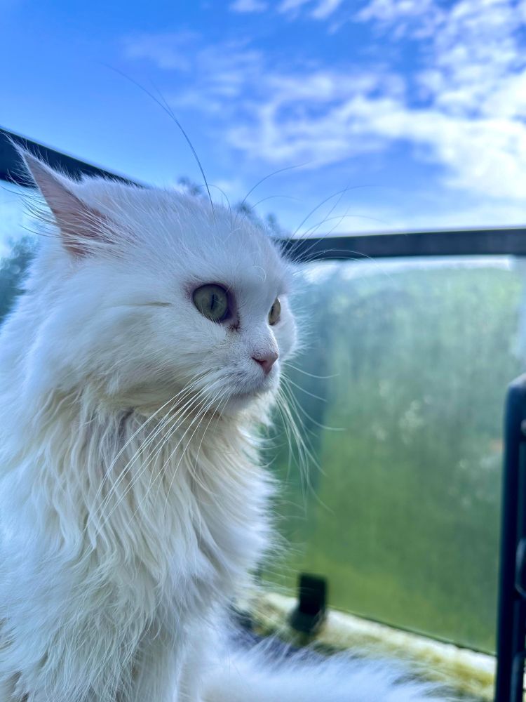 Sameen Husain Cat