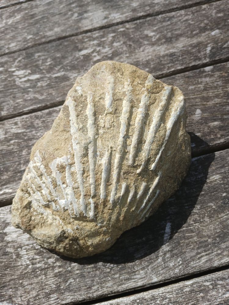 A sandy coloured rock/fossil sits on a weathered wooden table 