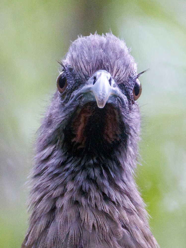 Chachalaca (am extremely distant relative of the chicken) staring directly at the photographer and looking unimpressed with the view.